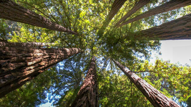 How Our Tree Care Process Works  in  North Spearfish, SD